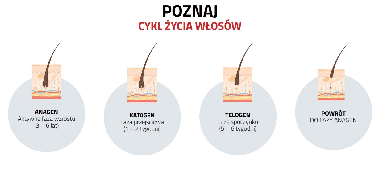 Cykl życia włosa anagen katagen telogen